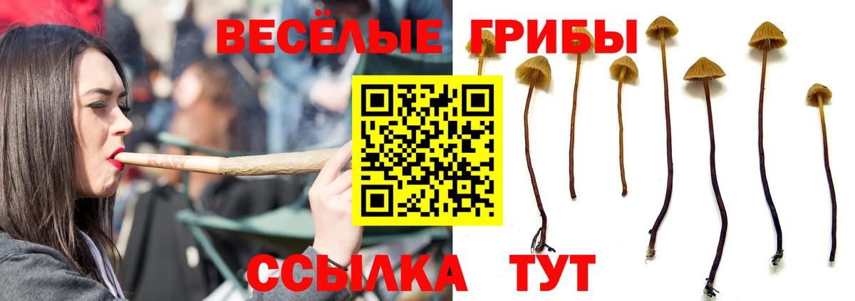 Саранск  Псилоцибиновые грибы Psilocybine cubensis  Галлюциногенные грибы прущие грибы  что такое   Вход с VPN 